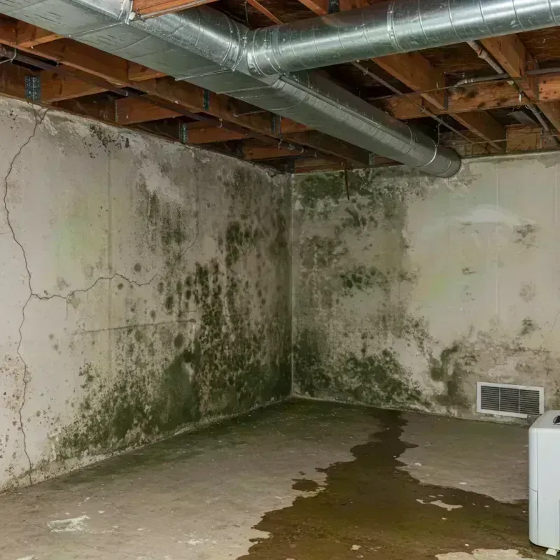 Professional Mold Removal in Palatka, FL